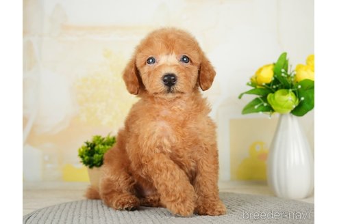 成約済の千葉県のトイプードル-277029の2枚目