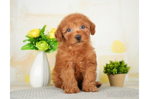 成約済の千葉県のトイプードル-277030の8枚目