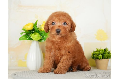 成約済の千葉県のトイプードル-277030の9枚目