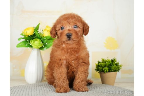 成約済の千葉県のトイプードル-277030の10枚目