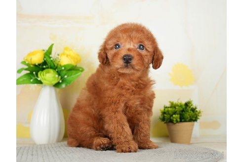 成約済の千葉県のトイプードル-277030の6枚目