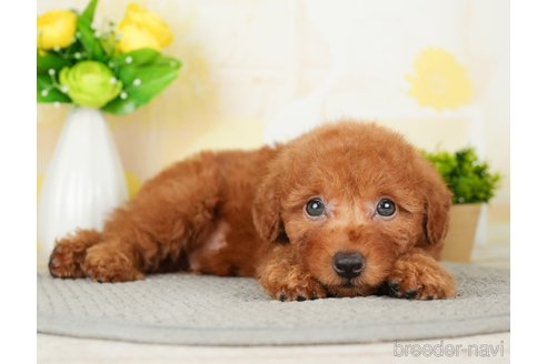 成約済の千葉県のトイプードル-277030の7枚目