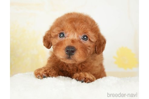 成約済の千葉県のトイプードル-277030の2枚目