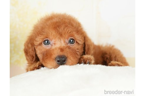 成約済の千葉県のトイプードル-277030の3枚目