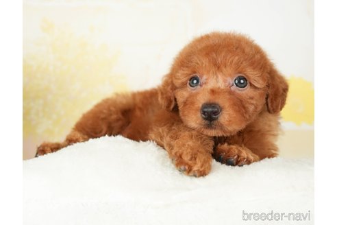 成約済の千葉県のトイプードル-277030の4枚目