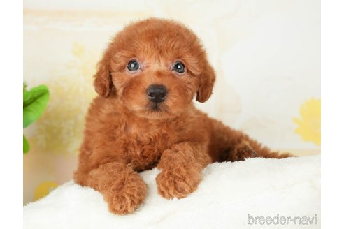 成約済の千葉県のトイプードル-277030の5枚目