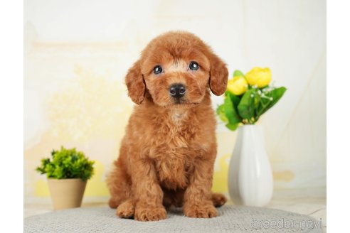 成約済の千葉県のトイプードル-277033の11枚目