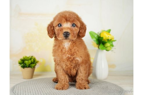 成約済の千葉県のトイプードル-277033の8枚目