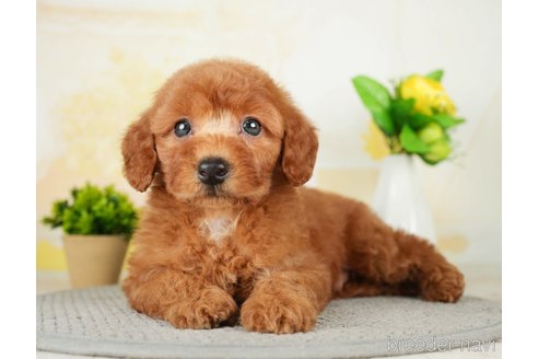 成約済の千葉県のトイプードル-277033の1枚目