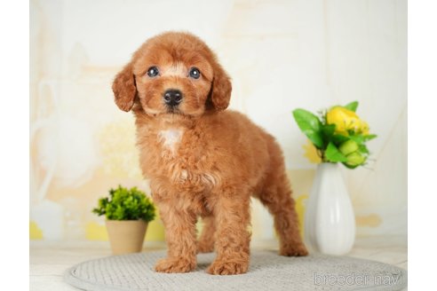 成約済の千葉県のトイプードル-277033の9枚目