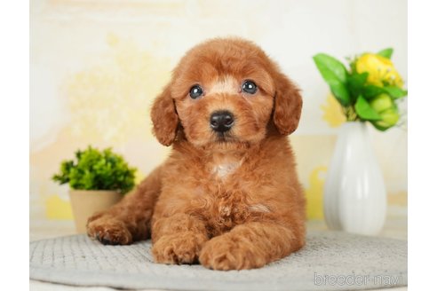 成約済の千葉県のトイプードル-277033の10枚目