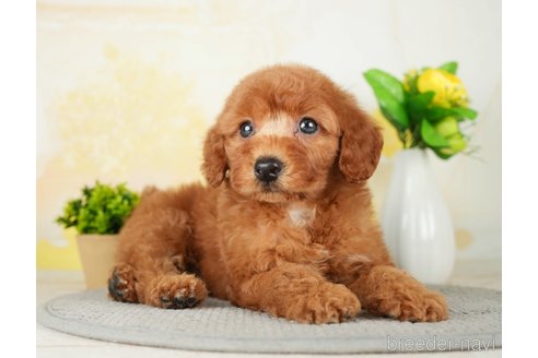 成約済の千葉県のトイプードル-277033の6枚目