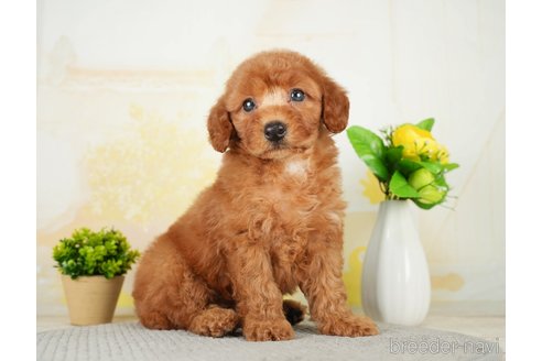 成約済の千葉県のトイプードル-277033の5枚目