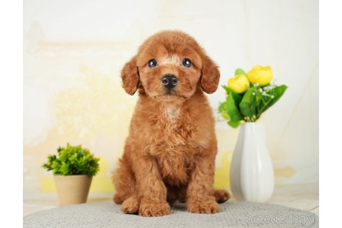 成約済の千葉県のトイプードル-277033の3枚目