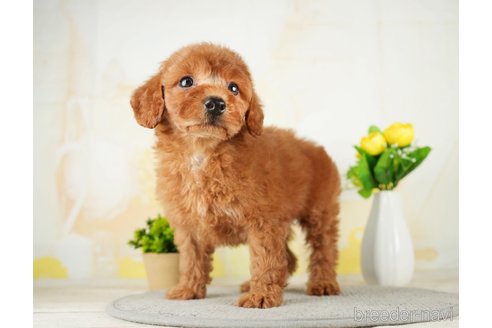 成約済の千葉県のトイプードル-277033の4枚目