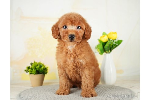 成約済の千葉県のトイプードル-277033の2枚目