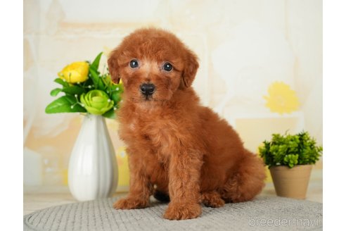 成約済の千葉県のトイプードル-277036の8枚目