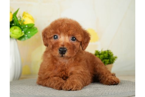 成約済の千葉県のトイプードル-277036