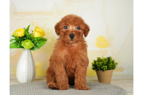 成約済の千葉県のトイプードル-277036の6枚目