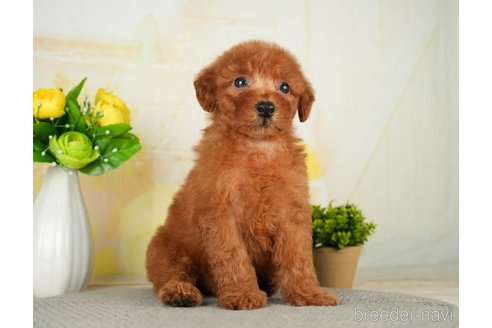 成約済の千葉県のトイプードル-277036の7枚目