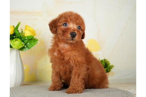 成約済の千葉県のトイプードル-277036の4枚目