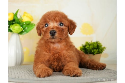 成約済の千葉県のトイプードル-277036の2枚目