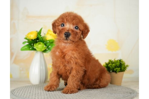 成約済の千葉県のトイプードル-277036の3枚目