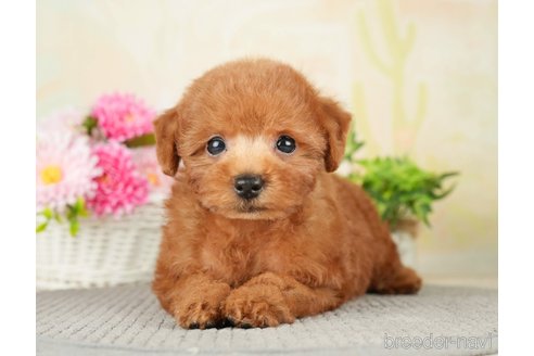 成約済の千葉県のトイプードル-277038の1枚目