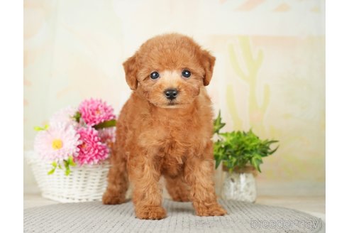 成約済の千葉県のトイプードル-277038の7枚目