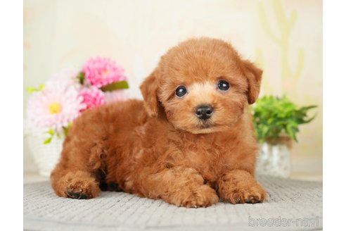 成約済の千葉県のトイプードル-277038の8枚目