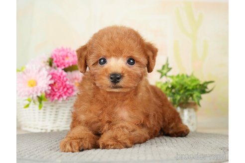 成約済の千葉県のトイプードル-277038の9枚目