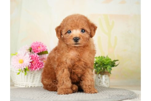 成約済の千葉県のトイプードル-277038の10枚目