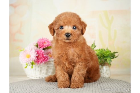 成約済の千葉県のトイプードル-277038の6枚目