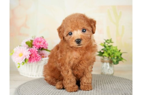 成約済の千葉県のトイプードル-277038の5枚目