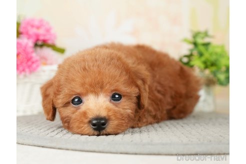 成約済の千葉県のトイプードル-277038の3枚目