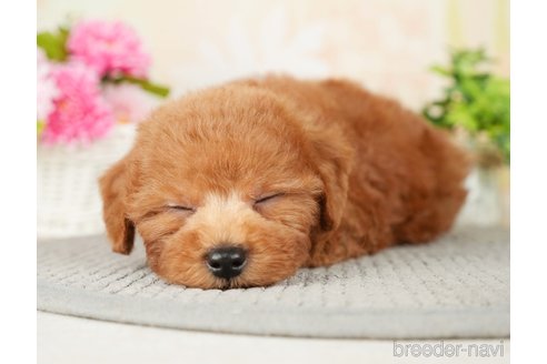 成約済の千葉県のトイプードル-277038の2枚目