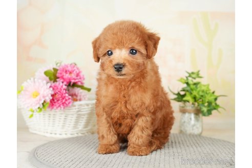 成約済の千葉県のトイプードル-277038の4枚目