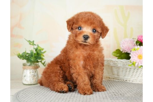 成約済の千葉県のトイプードル-277041の1枚目