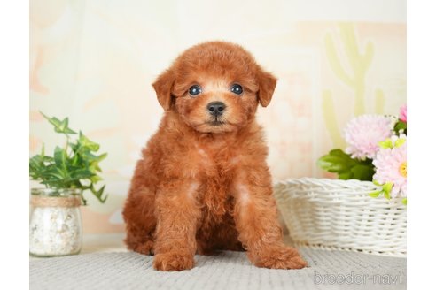 成約済の千葉県のトイプードル-277041の11枚目