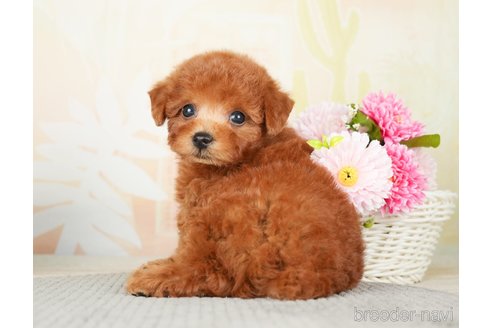 成約済の千葉県のトイプードル-277041の6枚目