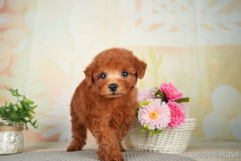 成約済の千葉県のトイプードル-277041の8枚目