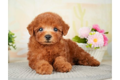 成約済の千葉県のトイプードル-277041の9枚目