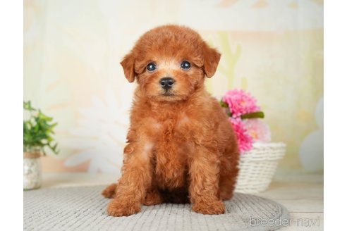 成約済の千葉県のトイプードル-277041の2枚目