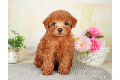 成約済の千葉県のトイプードル-277041の3枚目