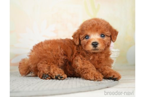 成約済の千葉県のトイプードル-277041の4枚目