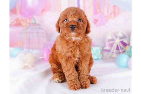 成約済の千葉県のトイプードル-277043の6枚目