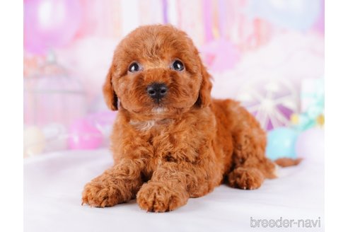 成約済の千葉県のトイプードル-277043の1枚目