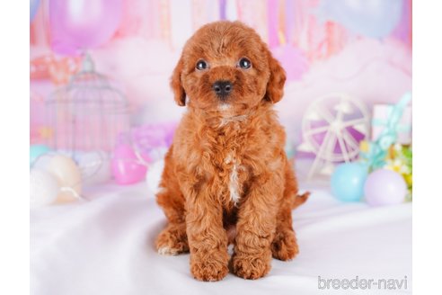 成約済の千葉県のトイプードル-277043の4枚目