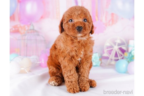 成約済の千葉県のトイプードル-277043の3枚目