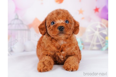 成約済の千葉県のトイプードル-277046の1枚目